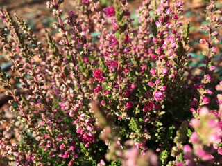 Heather vulgaris (Calluna vulgaris, Erica) bloom of small pink flowers. Selective focus. Beautiful floral background. Close-up.