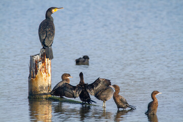 cormorat po delta regional park comacchio iitaly