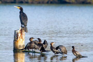 cormorant valleys of Comacchio adriatic sea po delta regional park