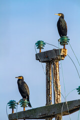 cormorant valleys of Comacchio adriatic sea po delta regional park