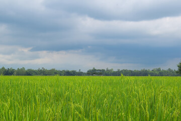 landscape of green paddy field with trees and sky in the background