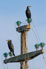 cormorat po delta regional park comacchio iitaly