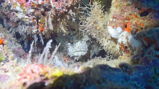 A stonefish camouflage on the reef in Maldives 