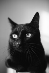 face of a black cat on a gray background close-up