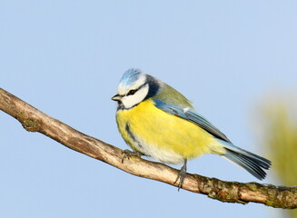 Obraz premium Ptak na gałęzi, sikorka modraszka