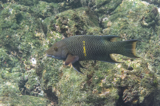 รูปภาพBodianus เลือกดูภาพถ่ายสต็อก เวกเตอร์ และวิดีโอ93 Adobe Stock