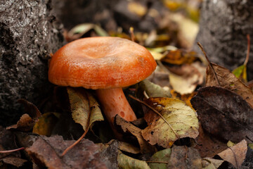 mushroom picking season, people picked porcini mushrooms in the forest