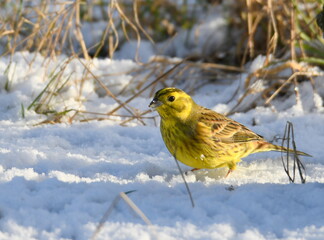 Żółty ptak na śniegu