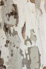 Plane tree bark texture background in khaki colors, khaki military pattern imitation.