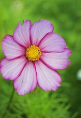 Fototapeta premium close up of pink flower