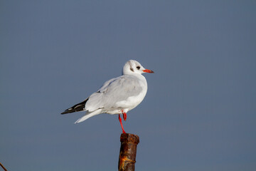 seagull po delta regional park comacchio iitaly