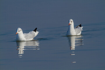 seagull po delta regional park comacchio iitaly