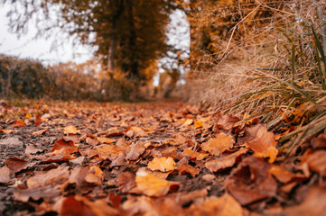 Couleurs automnale