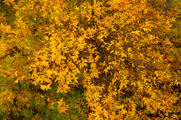 yellow leaves isolated on white background