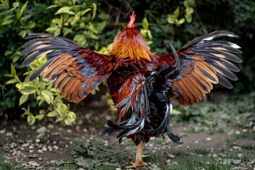 rooster in the farm