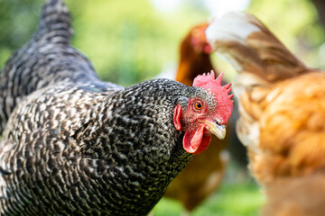 Portrait of a chicken