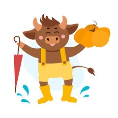 Vector illustration of cow, ox or bull in overall and yellow boots with umbrella and pumpkin around rain or puddle drops. Year of bull 2021 concept. Autumn or fall, season harvest