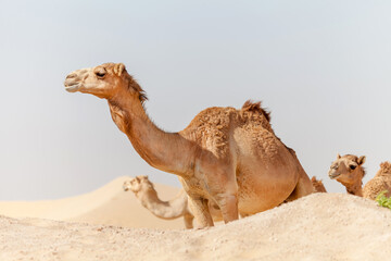 Middle eastern camels in a desert
