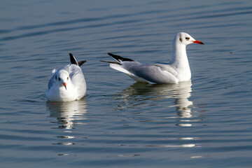 seagull po delta regional park comacchio iitaly