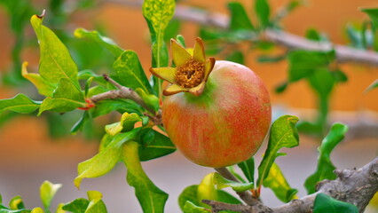 pomegranate on tree