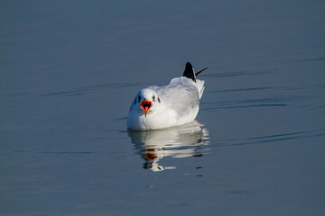 seagull po delta regional park comacchio iitaly