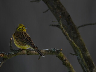 Ptak na gałęzi. Trznadel
