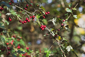 red berries on a branch