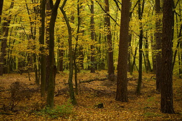 Jesienny las liściasty © Adam