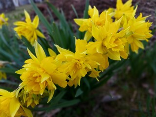 yellow flowers