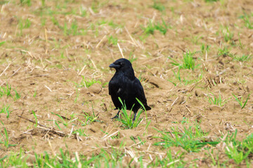 black raven on the grass