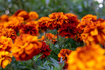 幾万のマリーゴールド
