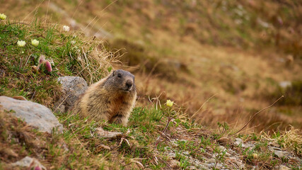 Attentive cute little marmot (marmota, ground squirrel family) looking out of a hole on a meadow with alpine wild flowers in early summer near Reschen, South Tyrol, Italy. Focus on animal.