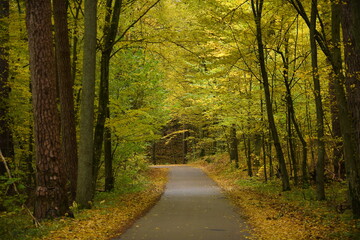 Jesienny las liściasty, droga w lesie © Adam