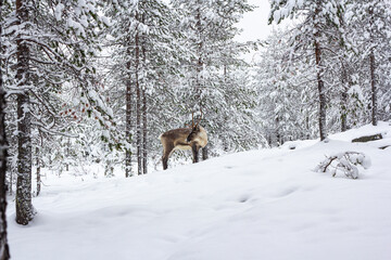 The deer in the snow of winter forest.