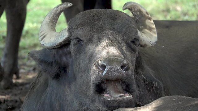 Buffalo portrait in slow motion.Flies circle around the buffalo on the farm.