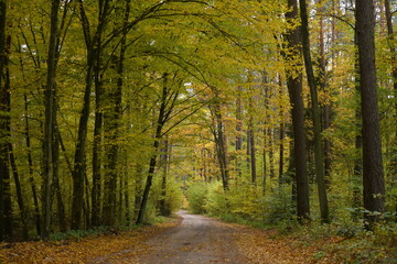 Jesienny las liściasty, droga w lesie © Adam