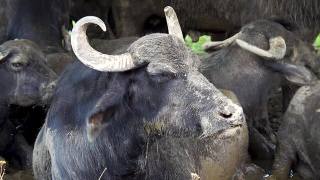 Buffalo portrait in slow motion.Flies circle around the buffalo on the farm.