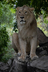 Plakat closeup of a lion sitting on rocks