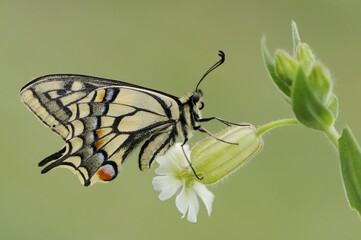 Wonderful butterfly Papilio machaon on the flower on a summer day