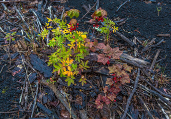 Two bright shrubs of green and pink with red berries in volcanic black sand