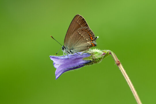 Little brown butterfly  sits on a summer morning on a blade of grass