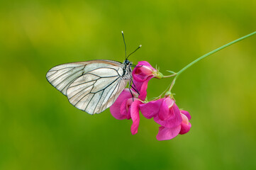 а white butterfly Aporia cratagi on a field flower on a summer day in a forest glade