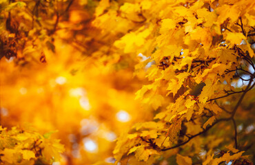 Fall. Yellow maple leaves. Background