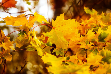 Fototapeta na wymiar Fall. Yellow maple leaves. Background