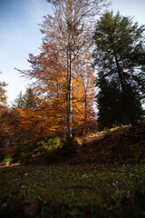 autumn forest in the morning