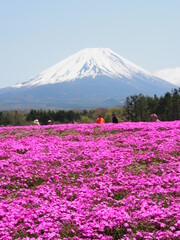 Fototapeta na wymiar 富士山と芝桜