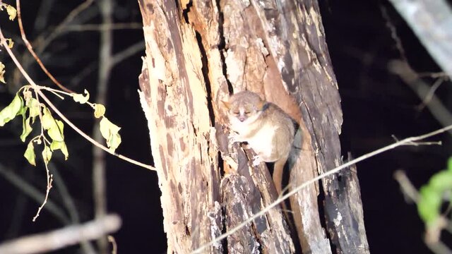 Mouse Lemur Squinting In The Light, Kirindi National Park Night Walk, Madagascar