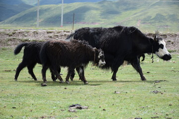 Side view of three horned Qinghai plateau yaks, black fur, against green hills, Qinghai, China