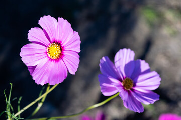 Fototapeta premium 秋桜