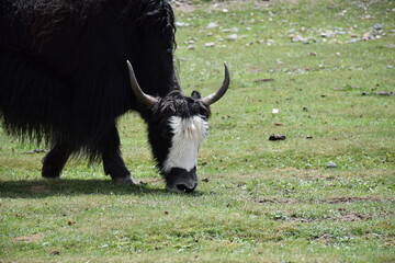 Black and white furred cow with long horns grazing off green pastures, Qinghai, China